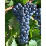 Benih Buah Anggur Hitam Heirloom Premium