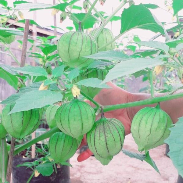 Benih Buah Ciplukan Jumbo Hijau Unggul Premium