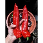 Benih Cabe Raksasa Sweet Italian Red Heirloom Premium