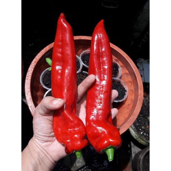 Benih Cabe Raksasa Sweet Italian Red Heirloom Premium  4 Benih Cabe Raksasa Sweet Italian Red Heirloom Premium