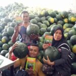Benih Buah Semangka Non Biji Merah F1 Hibrida Premium