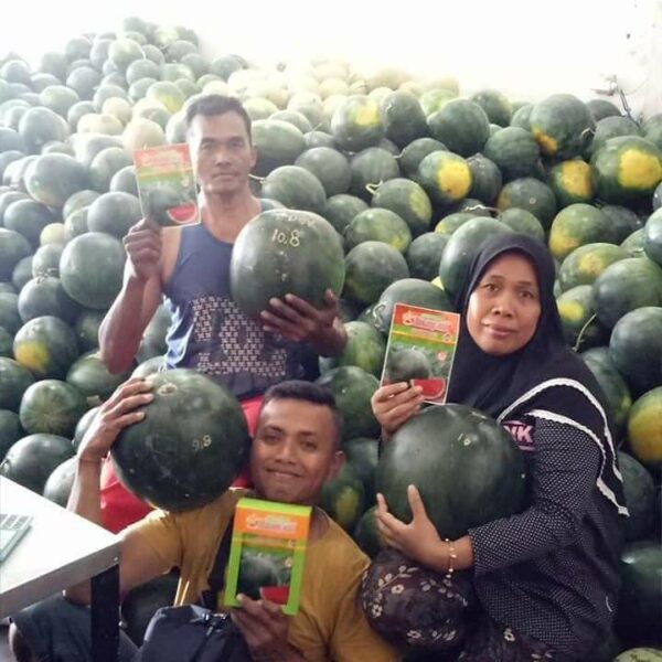 Benih Buah Semangka Non Biji Merah F1 Hibrida Premium