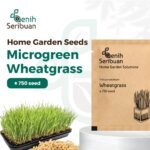 Benih Wheatgrass Rumput Kucing Unggul Premium