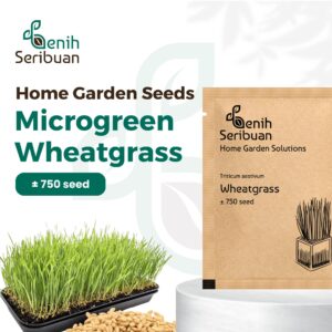 Benih Wheatgrass Rumput Kucing Unggul Premium