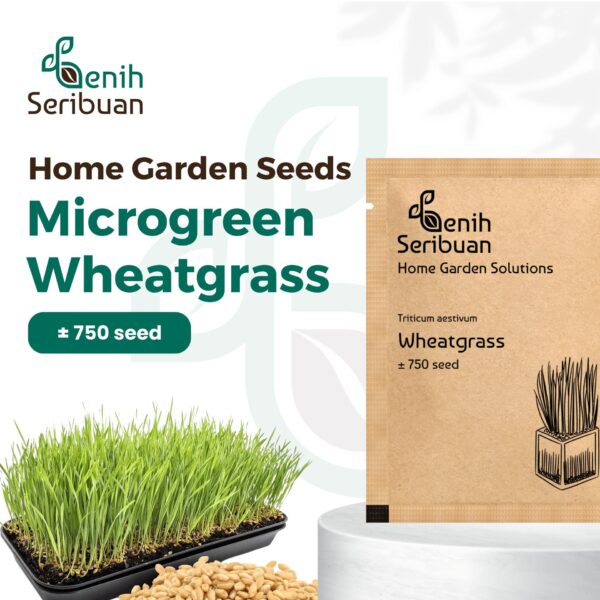 Benih Wheatgrass Rumput Kucing Unggul Premium