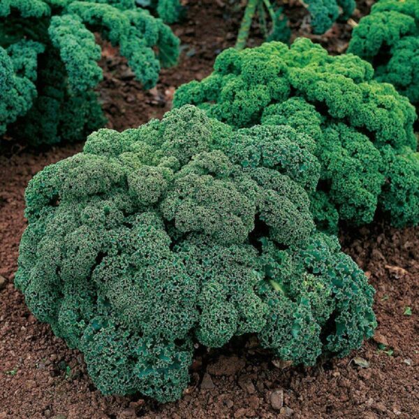 Benih Kale Dwarf Curly Heirloom Tanaman Herb Premium
