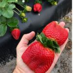 Benih Buah Strawberry Jumbo Premium