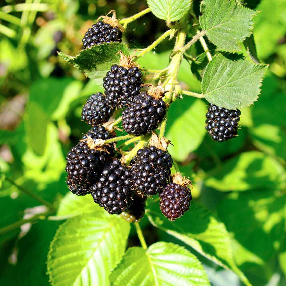 Benih Buah Blackberry Unggul Premium