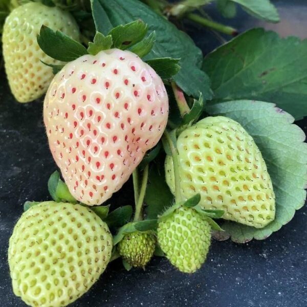 Benih Buah Strawberry Putih Unggul Premium