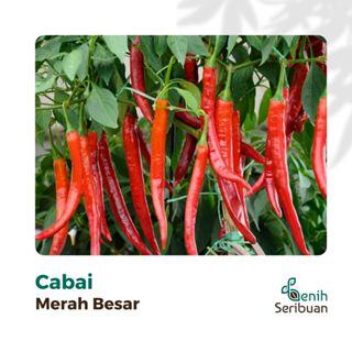 Benih Cabe Rawit 5 Macam Varian Tanaman Paket Lengkap Unggul