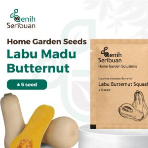 Benih Buah Labu Madu Butternut Squash F1 Hibrida Premium 
