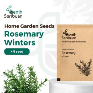 Benih Rosemary Heirloom Tanaman Herb Premium