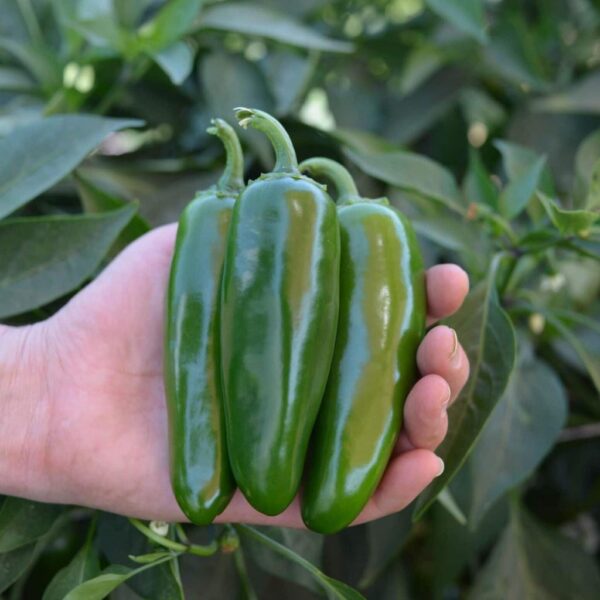 Benih Cabe Jalapeno F1 Hybrid Premium