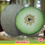 Benih Buah Melon Hijau F1 Hibrida Premium
