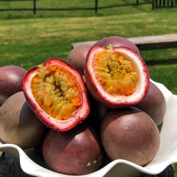 Benih Buah Markisa Ungu Kulit Halus