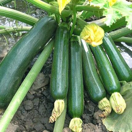 Benih Zucchini Hijau F1