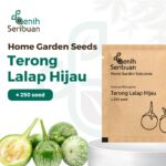 Benih Terong Lalap Hijau