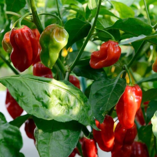 Benih Cabe Red Habanero Cabai Terpedas Heirloom Premium