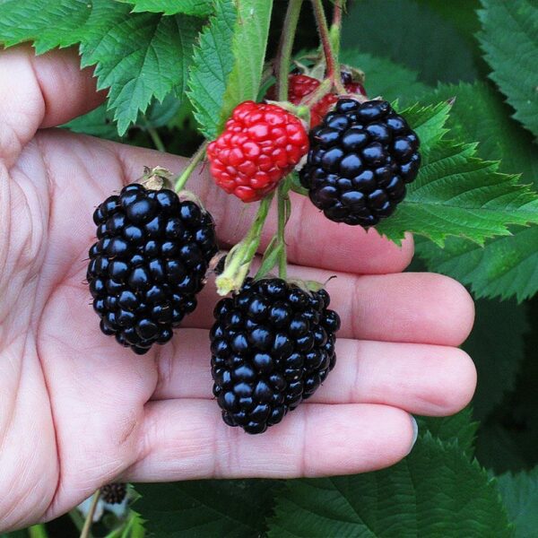 Benih Buah Blackberry Unggul Premium