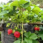 Benih Buah Strawberry Mencir Cocok Dataran Rendah Unggul Premium
