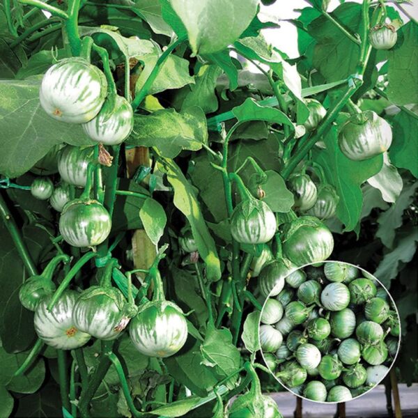 Benih Terong Lalap Hijau