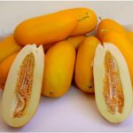 Benih Buah Timun Suri Emas Unggul Premium