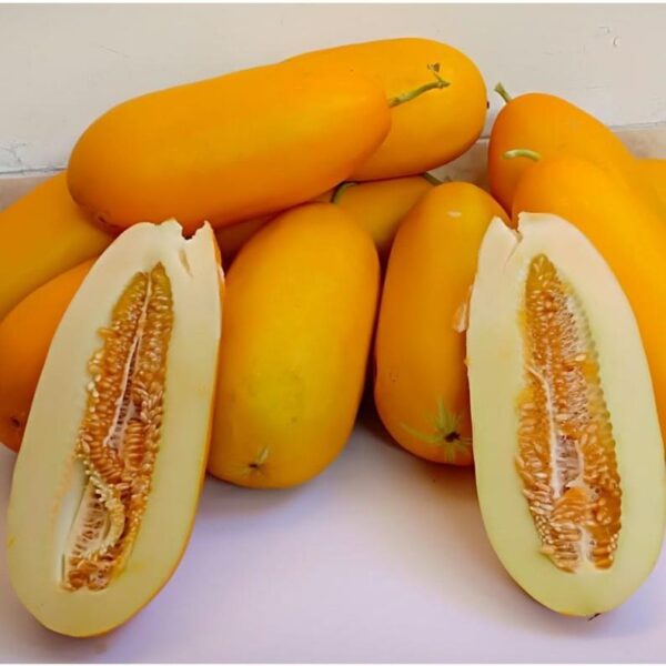 Benih Buah Timun Suri Emas Unggul Premium