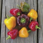 Benih Paprika Mixed F1