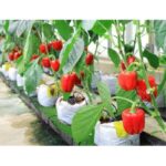 Benih Paprika Merah F1