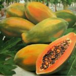 Benih Buah Pepaya Bangkok Jumbo F1 Hibrida Premium