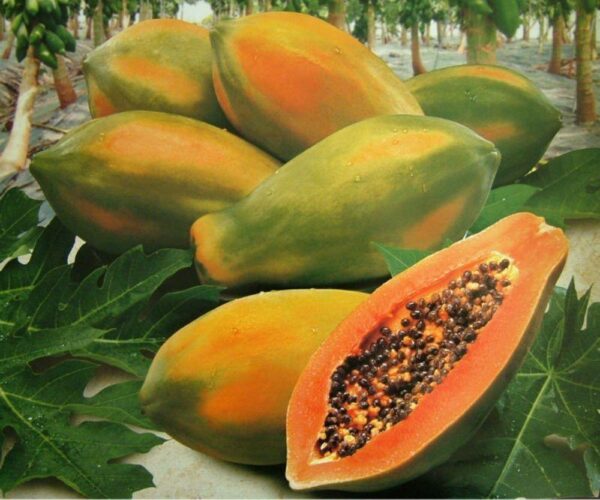 Benih Buah Pepaya Bangkok Jumbo F1 Hibrida Premium  4 Benih Buah Pepaya Bangkok Jumbo F1 Hibrida Premium
