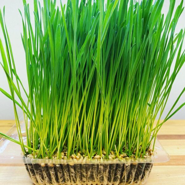 Benih Wheatgrass Rumput Kucing Unggul Premium