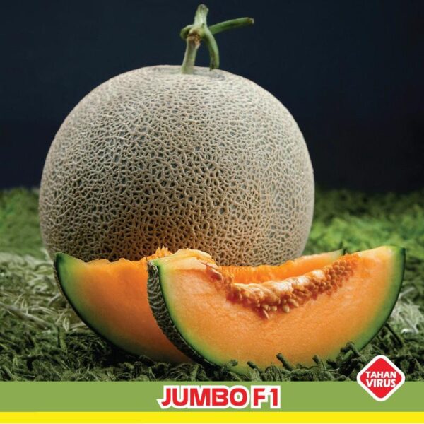 Benih Buah Melon Jumbo F1 Hibrida Premium
