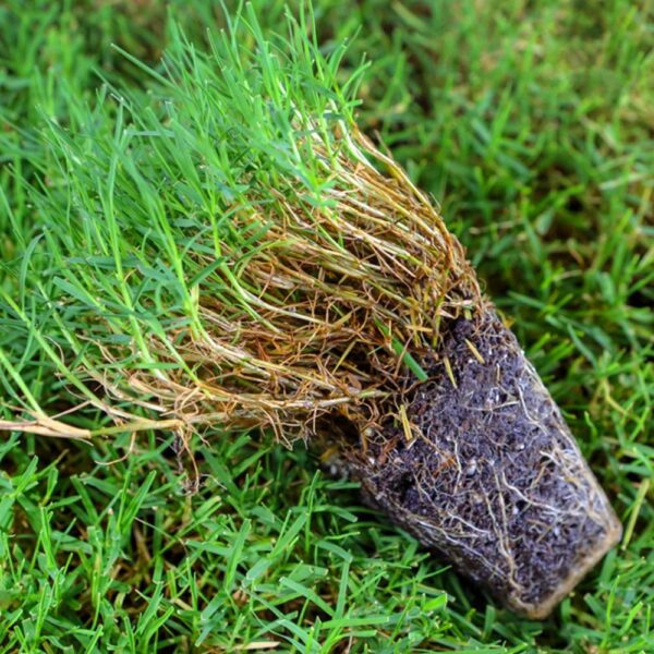 Benih Rumput Jepang Bermuda Grass F1 Premium