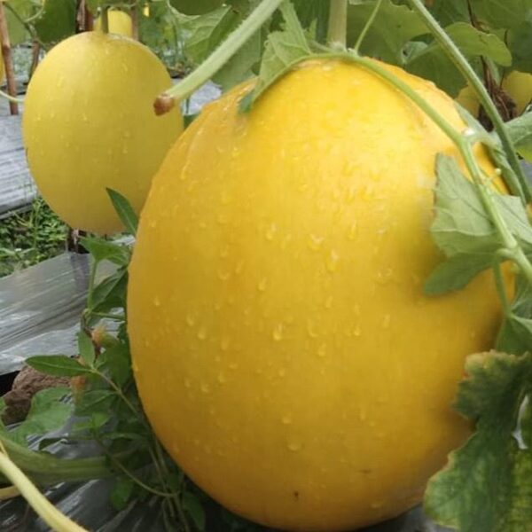 Benih Buah Melon Golden Kuning F1 Hibrida Premium