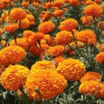 Bibit Bunga Marigold Crackerjack Heirloom Premium