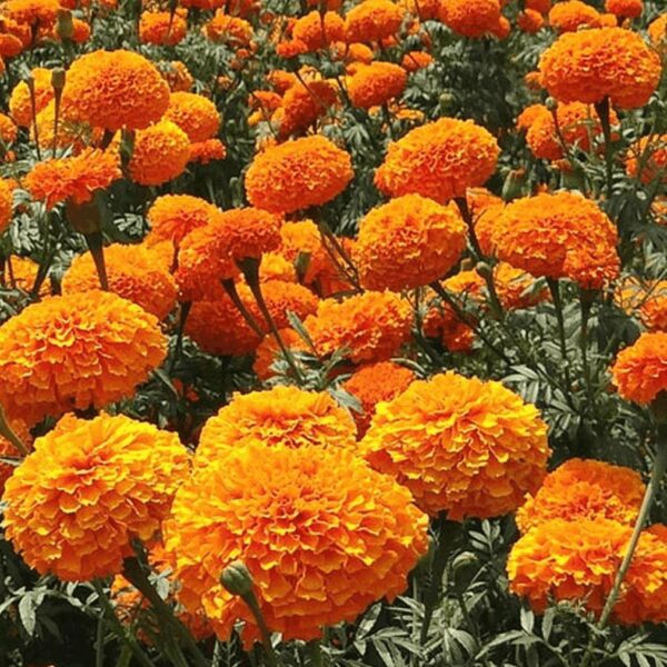 Bibit Bunga Marigold Crackerjack Heirloom Premium 4 Bibit Bunga Marigold Crackerjack Heirloom Premium