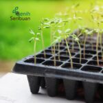 Tray Semai Pot Tray Tebal 1 MM Lubang 128 Media Tanam Semai Benih