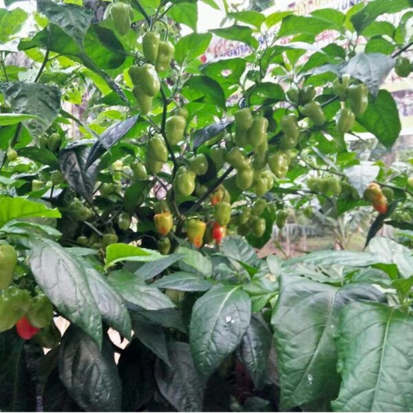 Benih Cabe Katokkon Toraja Pepper Heirloom Premium