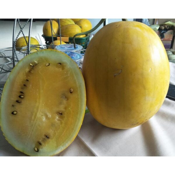 Benih Buah Semangka Golden Kuning F1 Hibrida Premium