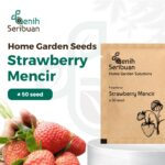 Benih Buah Strawberry Mencir Cocok Dataran Rendah Unggul Premium