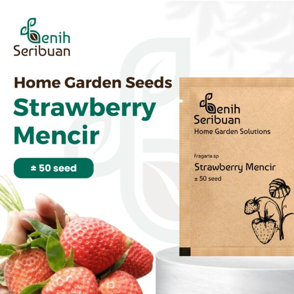 Benih Buah Strawberry Mencir Cocok Dataran Rendah Unggul Premium