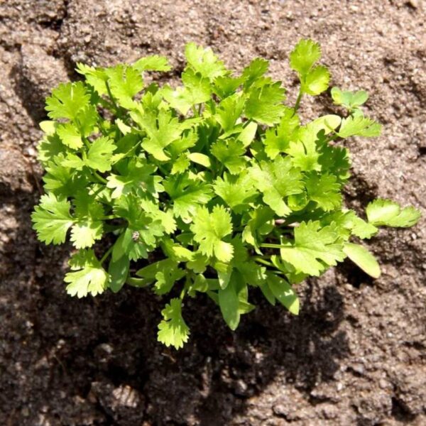Benih Herb Coriander Daun Ketumbar Tanaman Heirloom