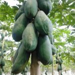 Benih Buah Pepaya Bangkok Jumbo F1 Hibrida Premium