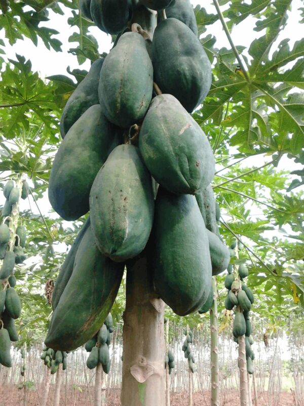 Benih Buah Pepaya Bangkok Jumbo F1 Hibrida Premium  3 Benih Buah Pepaya Bangkok Jumbo F1 Hibrida Premium