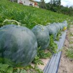 Benih Buah Semangka Non Biji Merah F1 Hibrida Premium