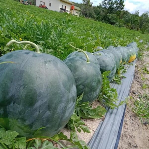 Benih Buah Semangka Non Biji Merah F1 Hibrida Premium