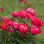 Benih Bunga Mawar Merah Red Rose Heirloom Premium