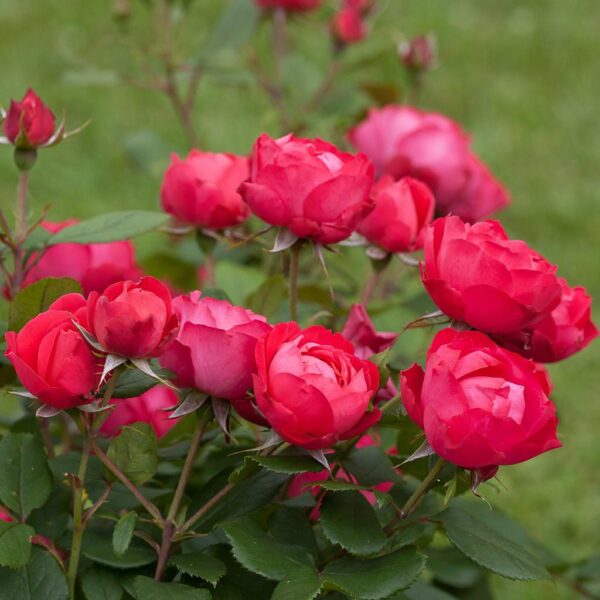 Benih Bunga Mawar Merah Red Rose Heirloom Premium