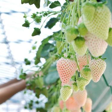 Benih Buah Strawberry Putih Unggul Premium